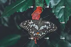 蝴蝶 花壁纸 性质 Bug 宏 宏摄影 动物 动物世界 动物区系