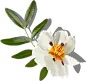 喜提地球：植物 水果