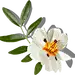 喜提地球：植物 水果