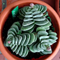 Indoor plants – Crassula Crassula Coralita – Whatafy