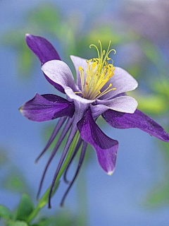 Amaranth2003采集到耧斗菜 Aquilegia