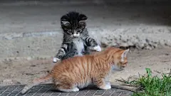 两只小猫，爪子，玩耍，夏天，可爱小猫电脑壁纸
