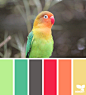 Design Seeds® | find your palette