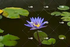 荷花 花 植物 花瓣 盛开 植物群 花卉背景 花壁纸 美丽的花朵