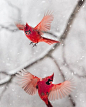 Northern cardinal (Cardinalis cardinalis)