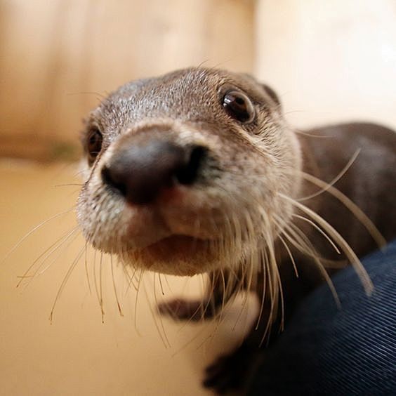 Curious otter gets r...