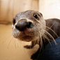 Curious otter gets really close to the camera - December 22, 2014 - More at today's Daily Otter post: http://dailyotter.org/2014/12/22/curious-otter-gets-really-close-to-the-camera/ !