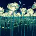 夜光玫瑰花海