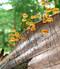 libutron:

Tiny Mushrooms | ©Pradeep Krishnan