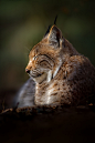 Luchs by Naturfotografie - Stefan Betz on Flickr.