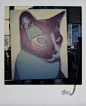 安迪·沃霍尔（Andy Warhol），“安迪·沃霍尔（Andy Warhol），工厂里的猫绘画细节，拍立得照片，1976年”，1976年，《树篱项目》