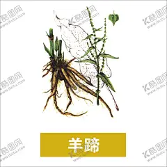 草本植物药材图片 【酷图网】中医,医学,传统,医疗,中药,中草药,药膏,中国风,工笔画,创意手绘,水彩中草,中草药植物,花卉本草,药,中草药材,药材,手绘,中医草药,中医药材,中药材,金银花,牛黄,黄连,人参,甘草,薄荷,冬虫夏草,丁香,药材插画,线稿,素描,手绘药材,手绘中药,草本,草药插画,手绘植物,免扣,PNG,素材