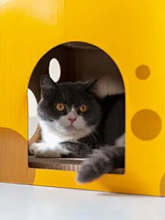点击来源直接获取大图文件 |British shorthair cat inside a cardboard box cat litter