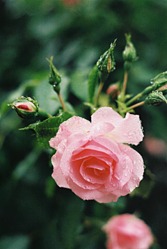 夏星梦采集到花——花团锦簇