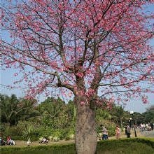 大腹木棉