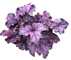 薄荷禾采集到植物免抠素材(标名字)