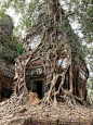 Koh Ker Tree Cambodia: