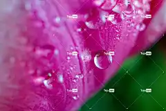 郁金香 雨滴 湿的 自然 开花 花壁纸 春天 花卉背景 水滴