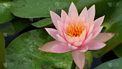 荷花全开在绿叶上
