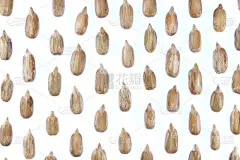向日葵剥皮种子图案。孤立的背景。详细的结构。宏观的特写镜头。横向海报。
