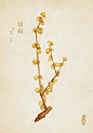 豆瓣人五的相册-水彩本草  腊梅