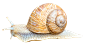 蜗牛PNG透明图像 (1).png