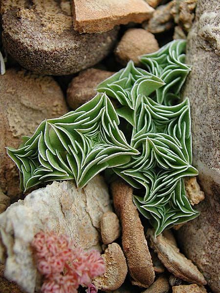 Starfish succulents