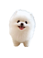 白色博美