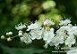 #花卉小百科#【喷雪花】别名：珍珠花、雪柳、线叶绣线菊，学名：Spiraea thunbergii，科属：蔷薇科、绣线菊属，习性：喜光，尚耐寒，性强健，好温暖，宜湿润而排水良好土壤。（图片来自网络）