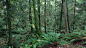 Overgrown-Forest(002)_5312x2988