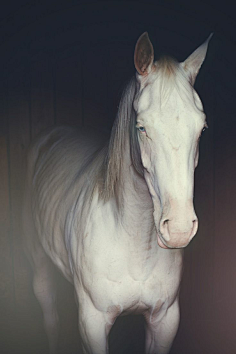 匿迹嗯采集到马