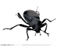 昆虫世界-黑色甲虫正面