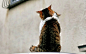 Cats in Love by unknown artist - Social Wallpapering