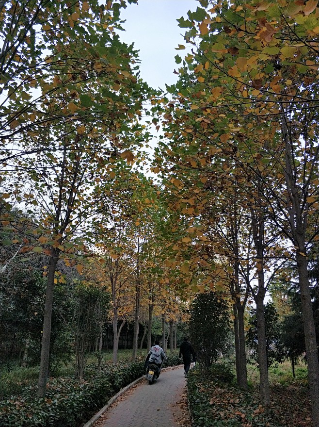 马褂木