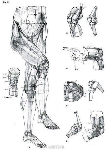 艺用人体膝盖关节的画法
.
下肢结构解剖...