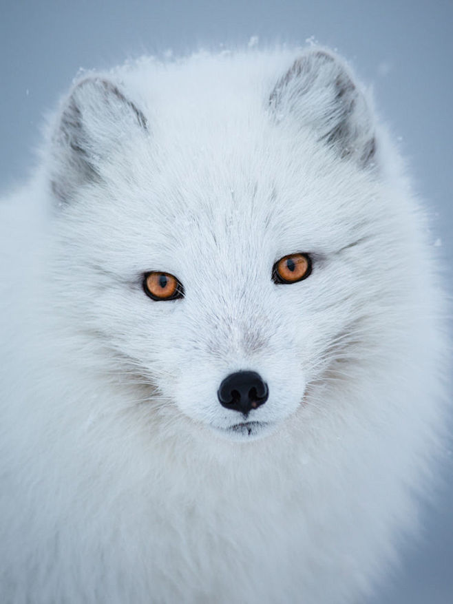 Arctic fox portrait ...