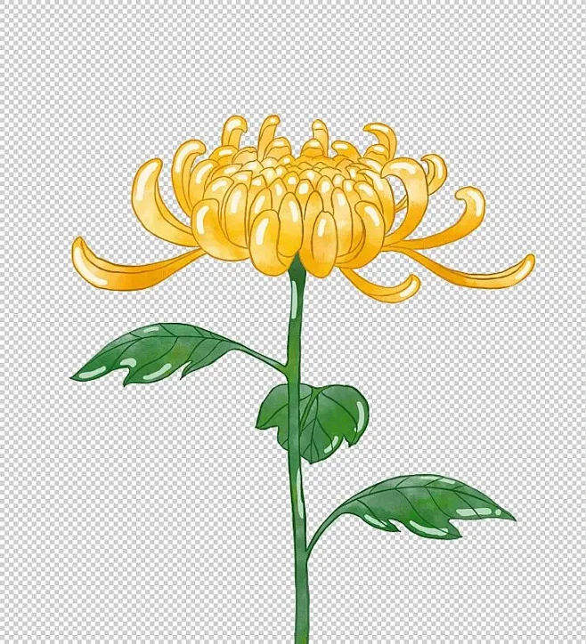 菊花插画素材图片下载-花瓣网
