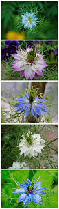 百花之——黑种草 别称： 黑子草 黑种草(Love-in-a-mist)在英语里面也叫做Devil-in-the-bush，是一种一年生植物，原产于地中海地区。黑种草可以长到1到2英尺(30到60厘米)高，长着带花边的鲜绿色叶子，开白色或者蓝色的花，花朵被线状的叶子包围着，这种线状的叶子叫做苞叶(bracts)。黑种草的果实是球状的蒴果。黑种草主要被种植在北美洲的花园里。 黑种草花语： 【花语】 无尽的思念。 【代表】生日3月30日的代表花是 黑种草。 #微电影#