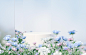 Natural beauty podium backdrop with spring rose flower field scene 3d rendering Premium Photo