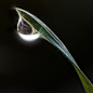 Photograph Dew