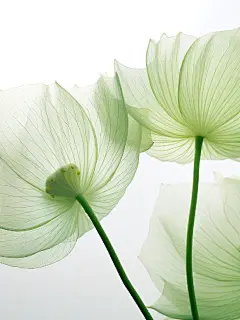 夏荷醉清风|暗香浮动绿芙蕖护眼壁纸 - 小红书