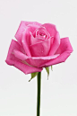 摄影,花头,花瓣,白色,白色背景_200343878-001_Pink rose (rosa sp.) close-up_创意图片_Getty Images China