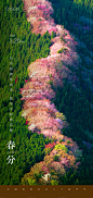 春分节气海报-源文件