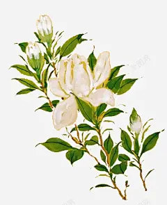 栀子花插画png免抠素材_新图网 https://ixintu.com 免扣 小清新 手绘 手绘栀子花 插画 栀子花 植物 装饰