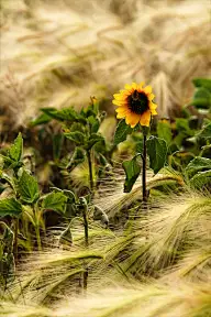 靜蝶飛舞---向日葵