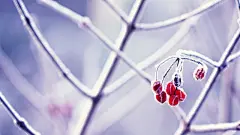 唯美清新小花桌面高清壁纸桌面壁纸3
