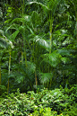 绿色,热带灌木,热带雨林,热带树,户外,热带气候,背景,叶子,彩色图片,植物