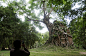 A Walk in the Woods: A Photo Appreciation of Trees : A collection of images of unusual, intriguing, and beautiful trees and forests around the world.