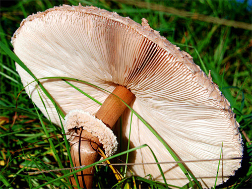 30张可爱的蘑菇摄影照片