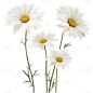 植物通用实景雏菊花花朵元素素材